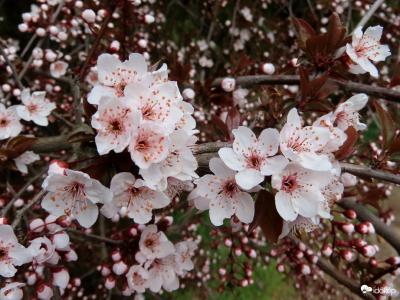 Rózsaszín tavasz: a vérszilvák virágzása egyre több látogatót vonz